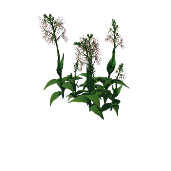 Flower Habenaria Medusa2 1